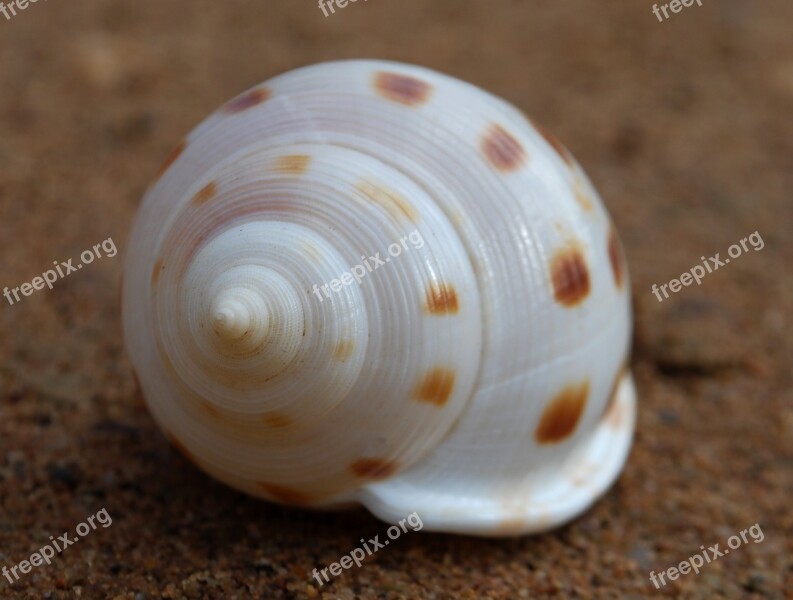 Fibonacci Spiral Seashell Spiritual Science