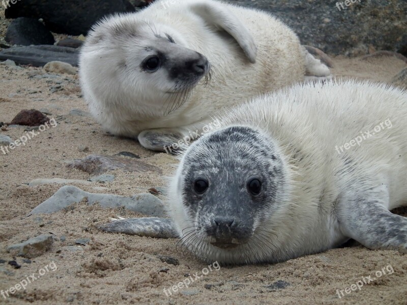 Seals Seal Sea Mammal Nature