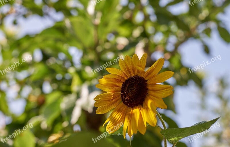 Sunflower Sonnenstern Aurora Yellow Green