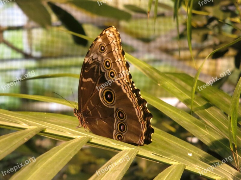 Butterfly Animals Beauty Insect Butterflies