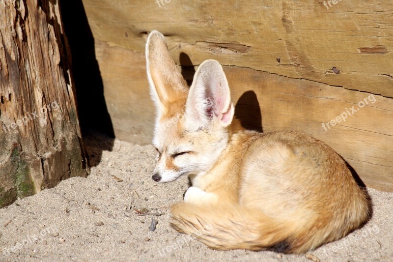 Desert Fox Fox Zoo Animal Park