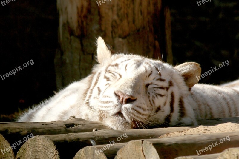 Backhoe Tiger Siesta Park Zoo