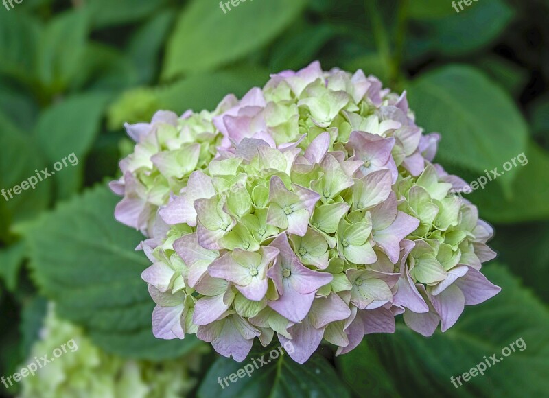 Hydrangea Flower Bloom Nature Blossom