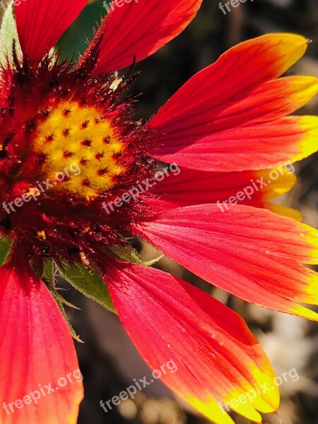 Flower Red Flowers Pistil Free Photos