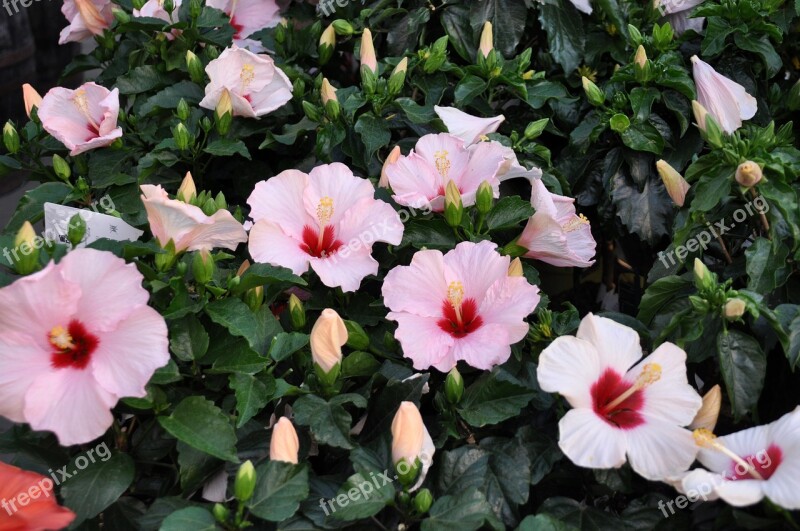 Hibiscus Summer Sun Container Plant Beauty