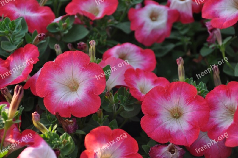 Surfinie Petunia Flowers Summer Balcony