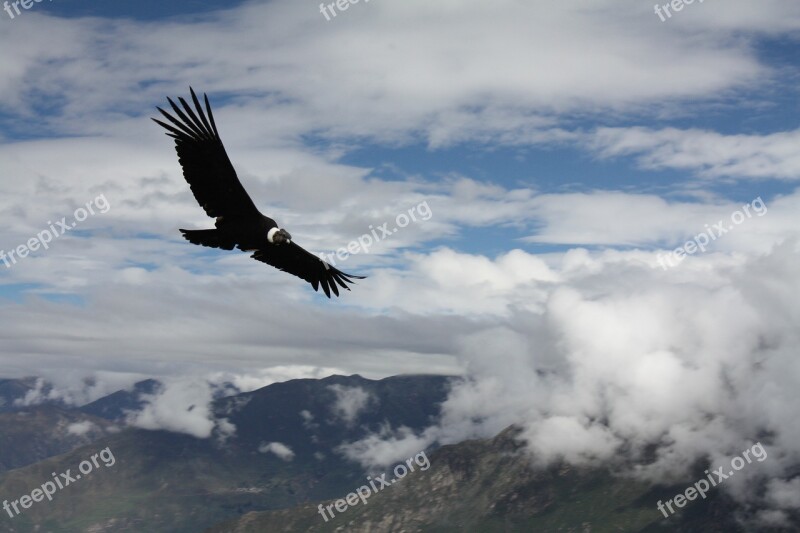 Condor Peru Animal Flight Free Photos