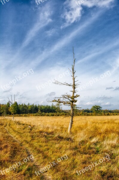 Eng Bog Natural Landscape Wood