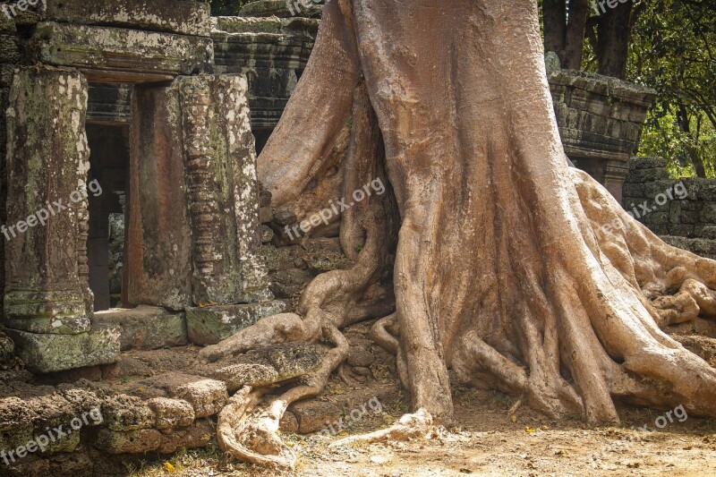 Tree Log Root Middle Ages Past