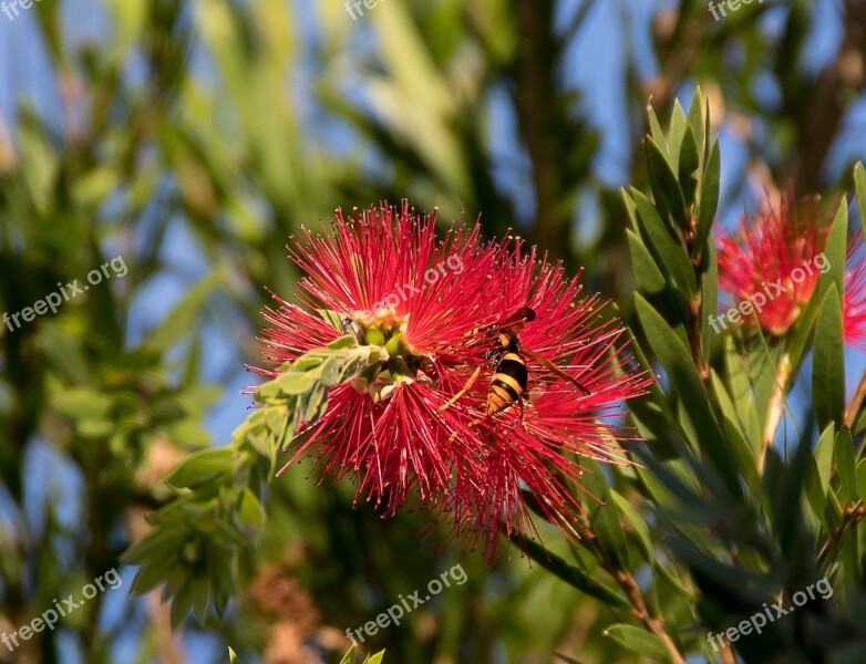 Insect Hornet Abispa Ephippian Striped Australian