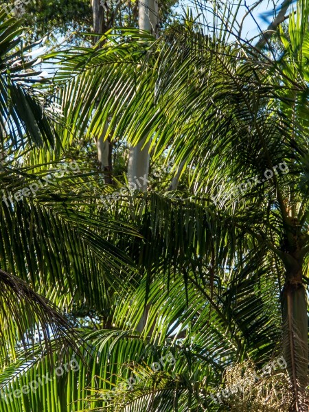 Palms Bangalow Palms Fronds Rain Forest Forest