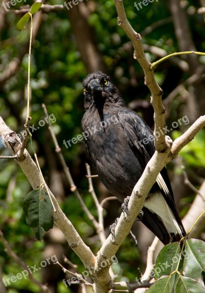 Pied Currawong Strepera Graculina Bird Black Yellow Eyes