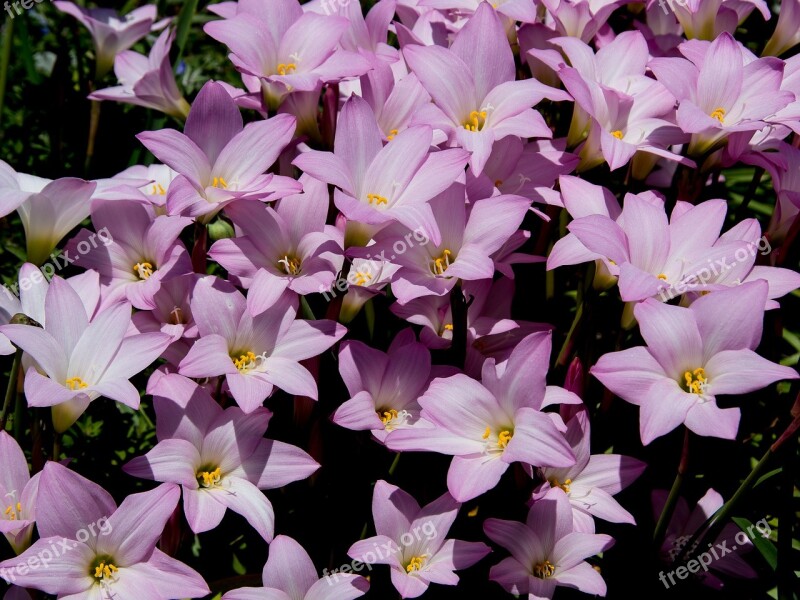 Rain Lilies Zephyranthes Grandiflora Pink Bulb Flower