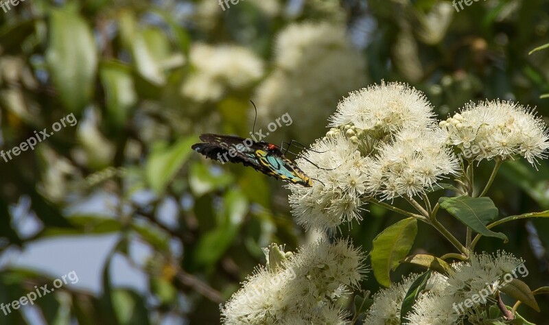 Richmond Birdwing Butterfly Butterfly Insect Wild Rare