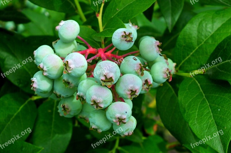 Bilberry American Fruit Closeup Nature Garden