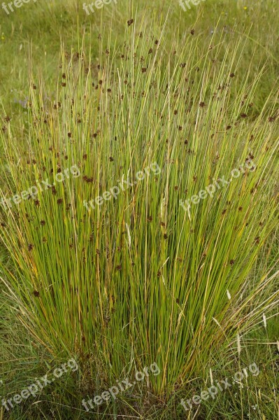 Grass Tufts Tufts Of Grass Plant Flora