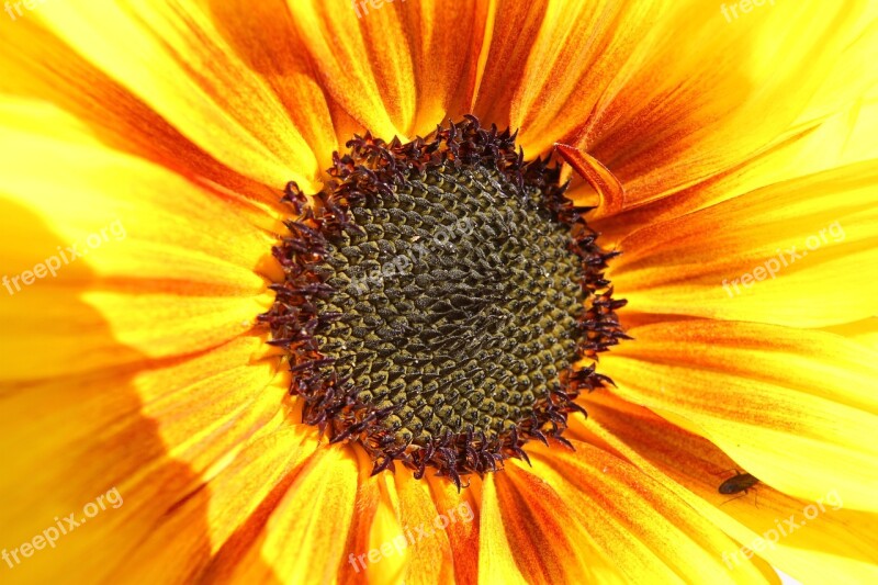 Sunflower Insect Summer Garden Sunshine