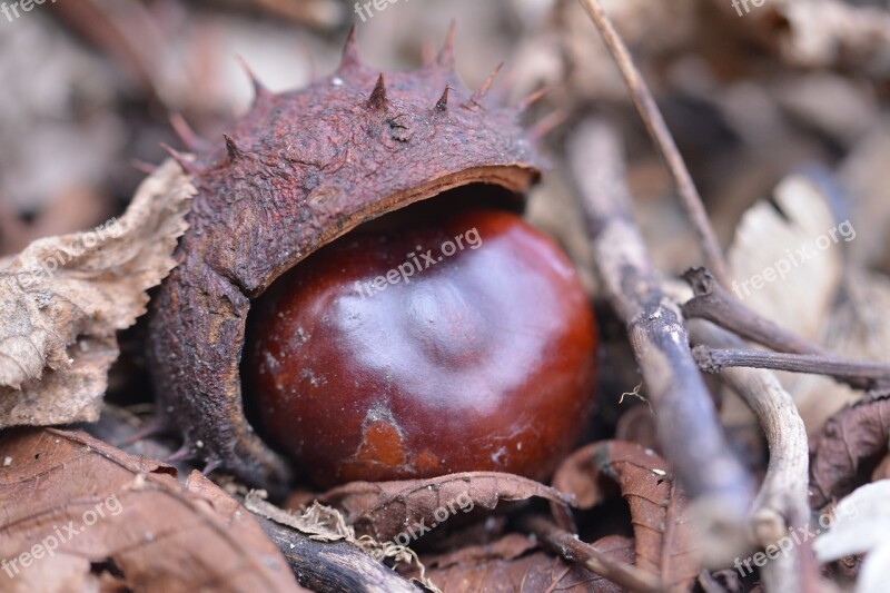 Chestnut Autumn Leaves Nature Brown