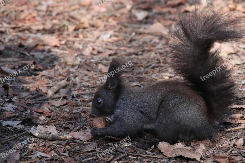 Squirrel Animals Furry Nature Foraging