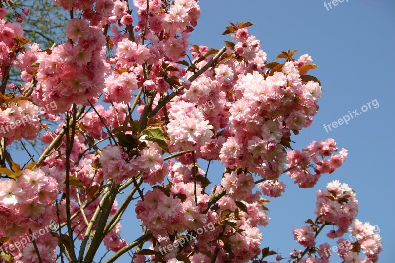 Japanese Cherry Blossom Garden Ornamental Cherry Spring Pink