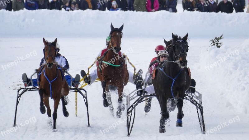 Horse Winter Snow Horses Nature