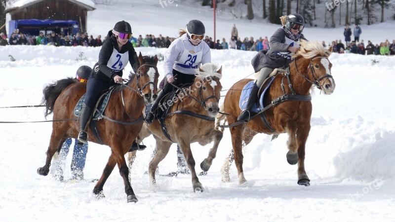 Horse Winter Snow Horses Nature