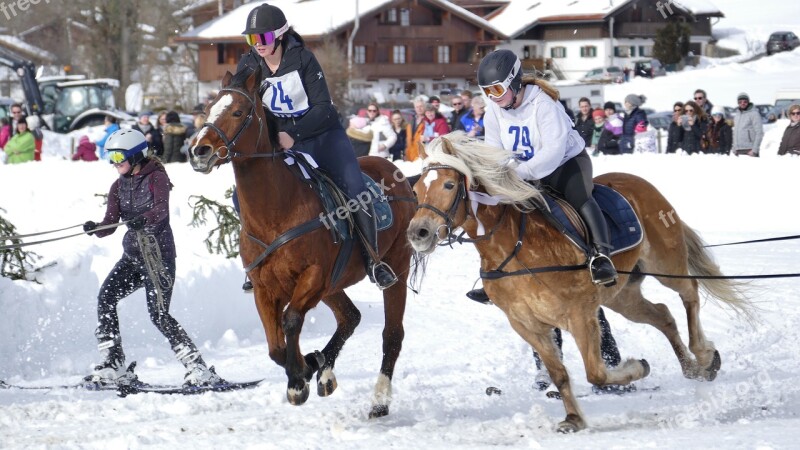 Horse Winter Snow Horses Nature