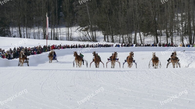 Horse Winter Snow Horses Nature