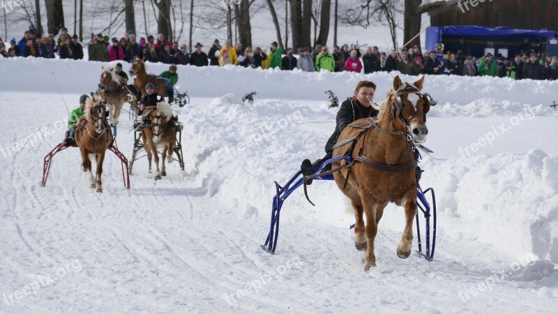 Horse Winter Snow Horses Nature