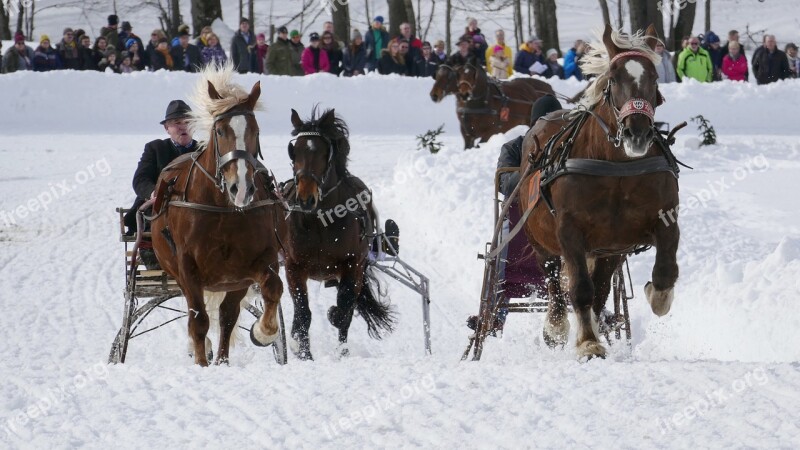 Horse Winter Snow Horses Nature