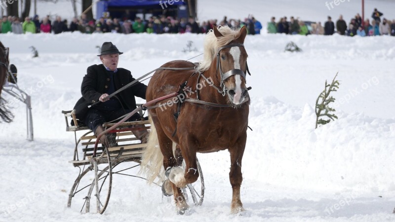 Horse Winter Snow Horses Nature