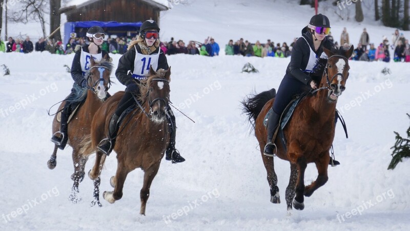 Horse Winter Snow Horses Nature