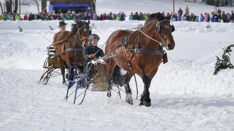 Horse Winter Snow Horses Nature