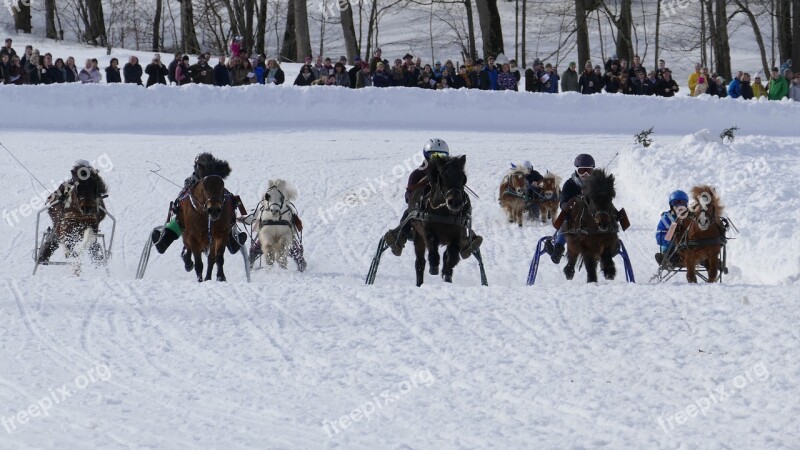 Horse Winter Snow Horses Nature