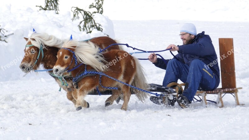 Horse Winter Snow Horses Nature