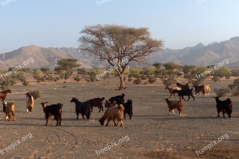 Desert Goat Oman Goats Animals