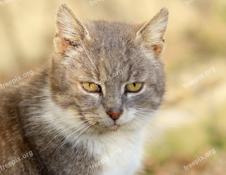 Cat White Gray Fur Feline