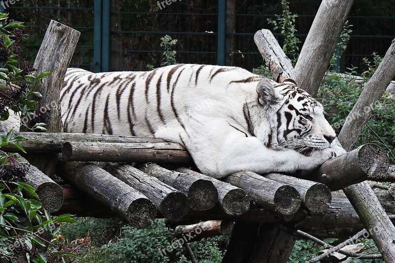 Tiger White White-tiger Mammal Cat