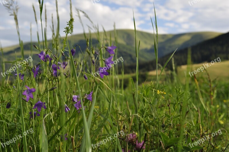 Meadow The Carpathians Field Mountains Nature