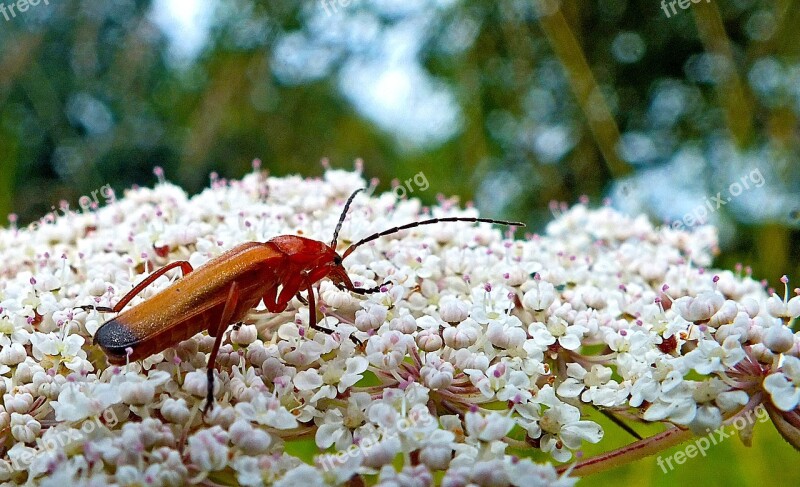 Nature Nectar Insect Flower Foraging