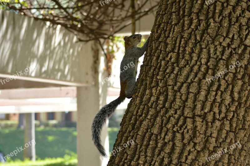 Squirrel Tree Nature Guadalajara Mexico