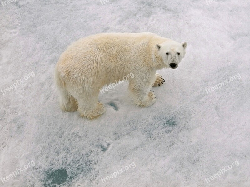 Polar Bear Male Arctic Circle With Paw Prints Free Photos