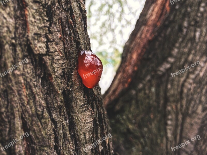 Bad Luck Tree Wood Drops Macro