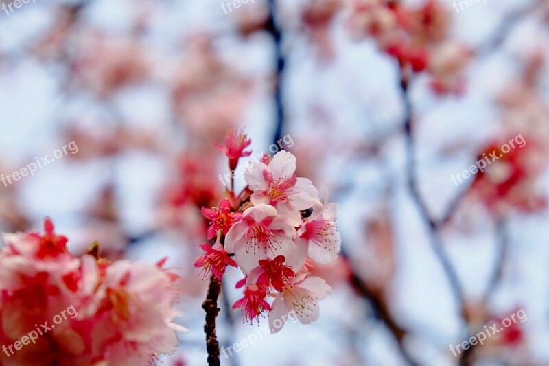 Sakura Pink Blooming Tree End Of Winter