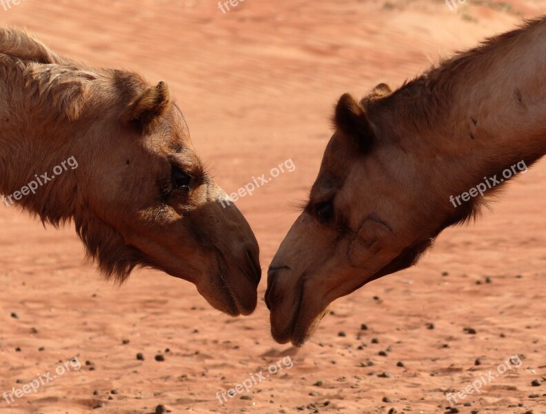 Camel Desert Oman Sand Animal