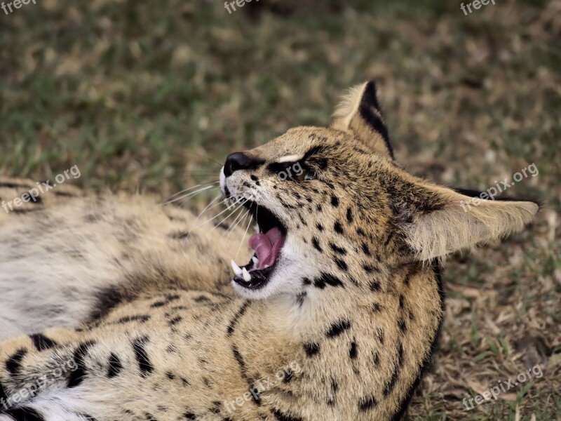 Wildcat Dangerous Teeth Africa Predator