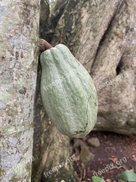 Cocoa Pod Chocolate Jungle Rain-forest Green Chocolate Chocolatesafari Chocolatier