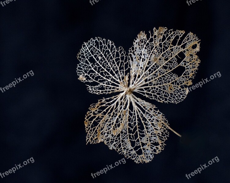 Leaf Skeleton Autumn Winter Nature