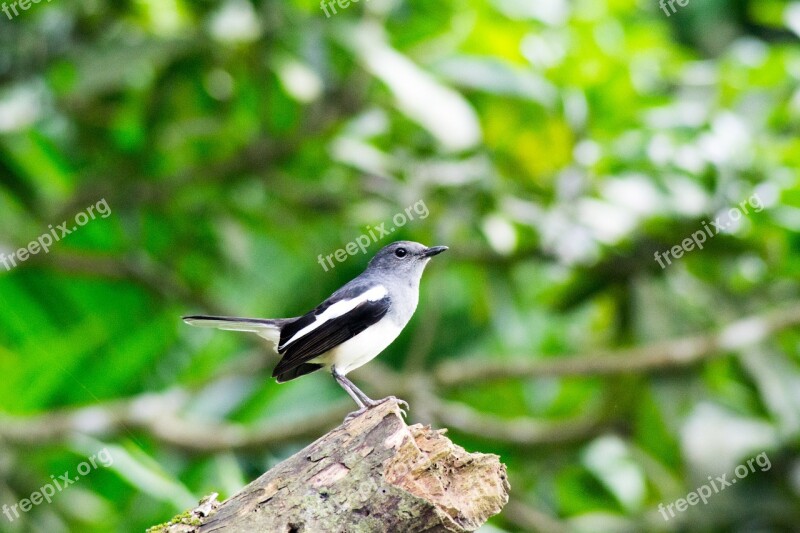 Robbin The National Bird Of Bangladesh Bangladesh Nature Bird