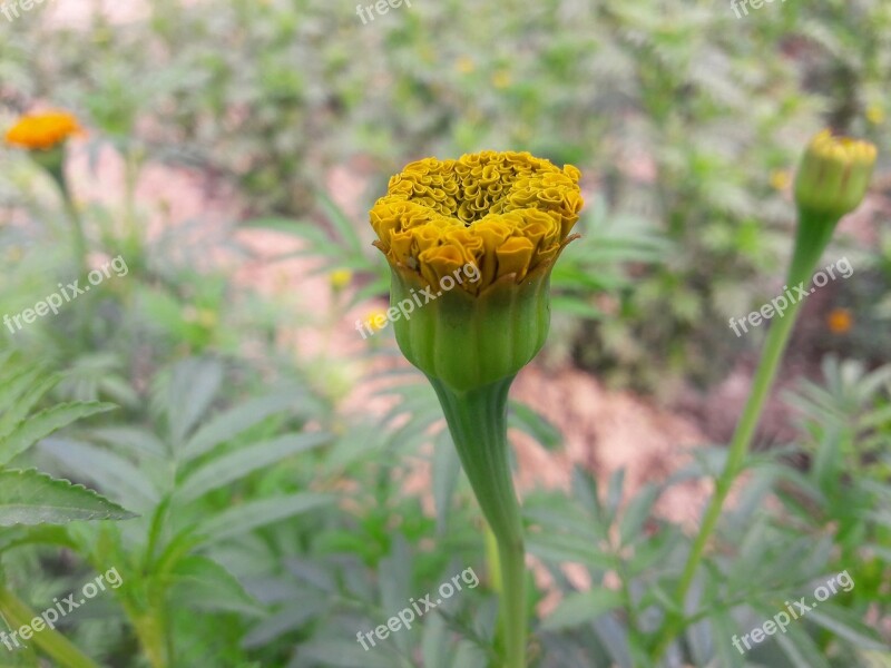 Flower Flower Bud Bloom Bud Nature